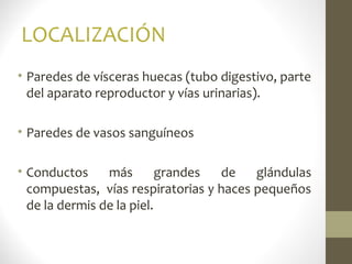 LOCALIZACIÓN
• Paredes de vísceras huecas (tubo digestivo, parte
del aparato reproductor y vías urinarias).
• Paredes de vasos sanguíneos
• Conductos más grandes de glándulas
compuestas, vías respiratorias y haces pequeños
de la dermis de la piel.
 