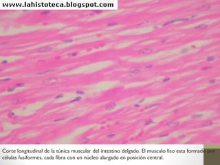 Corte longitudinal de la túnica muscular del intestino delgado. El musculo liso esta formado por
células fusiformes, cada fibra con un núcleo alargado en posición central.
 