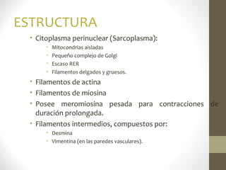 ESTRUCTURA
• Citoplasma perinuclear (Sarcoplasma):
• Mitocondrias aisladas
• Pequeño complejo de Golgi
• Escaso RER
• Filamentos delgados y gruesos.
• Filamentos de actina
• Filamentos de miosina
• Posee meromiosina pesada para contracciones de
duración prolongada.
• Filamentos intermedios, compuestos por:
• Desmina
• Vimentina (en las paredes vasculares).
 