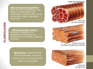 Músculo liso: aglomerado de
células fusiformes, sin estrías
transversales, de contracciones
lentas e involuntario
Músculo estriado esquelético:
haces de células cilíndricas, muy
largas y multinucledas, con
estriaciones transversales, son de
contracción rápida, vigorosa y
voluntaria.
.- Músculo estriado cardiaco:
estriado, formado de cel.
alargadas y ramificadas, de
contracción involuntaria, vigorosa
y rítmica.
CLASIFICACIÓN
 