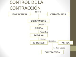 CONTROL DE LA
CONTRACCIÓN
IONES CALCIO CALMODULINA
Se unen
CALDESMONA
CINASA
Activa a
MIOSINA
Fosforila a
MIOSINA II
Forma
ACTINA
Interactúan
CONTRACCIÓN
Se lleva a cabo
 