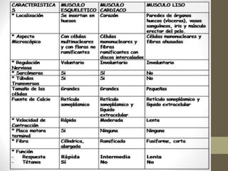 Tejido Muscular