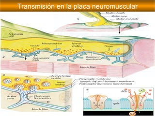 Transmisión en la placa neuromuscular
 
