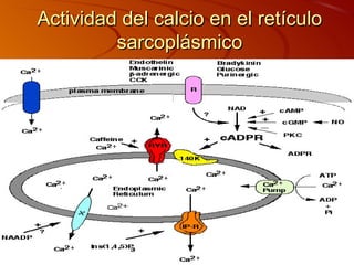 Actividad del calcio en el retículo
         sarcoplásmico
 