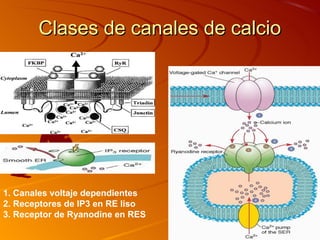 Clases de canales de calcio




1. Canales voltaje dependientes
2. Receptores de IP3 en RE liso
3. Receptor de Ryanodine en RES
 