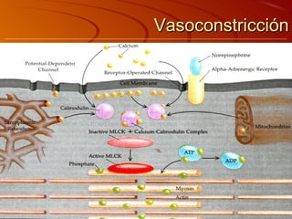 Vasoconstricción
 