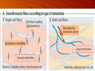 Músculo esq card-liso2