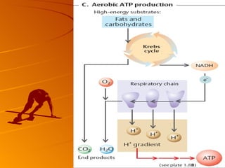 Músculo esq card-liso2