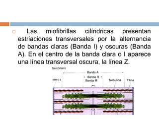  Las miofibrillas cilíndricas presentan
estriaciones transversales por la alternancia
de bandas claras (Banda I) y oscuras (Banda
A). En el centro de la banda clara o I aparece
una línea transversal oscura, la línea Z.
 