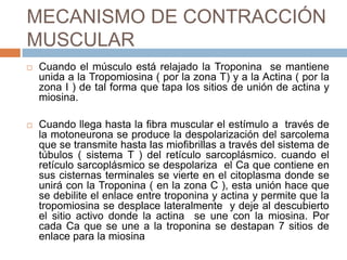 MECANISMO DE CONTRACCIÓN
MUSCULAR
 Cuando el músculo está relajado la Troponina se mantiene
unida a la Tropomiosina ( por la zona T) y a la Actina ( por la
zona I ) de tal forma que tapa los sitios de unión de actina y
miosina.
 Cuando llega hasta la fibra muscular el estímulo a través de
la motoneurona se produce la despolarización del sarcolema
que se transmite hasta las miofibrillas a través del sistema de
túbulos ( sistema T ) del retículo sarcoplásmico. cuando el
retículo sarcoplásmico se despolariza el Ca que contiene en
sus cisternas terminales se vierte en el citoplasma donde se
unirá con la Troponina ( en la zona C ), esta unión hace que
se debilite el enlace entre troponina y actina y permite que la
tropomiosina se desplace lateralmente y deje al descubierto
el sitio activo donde la actina se une con la miosina. Por
cada Ca que se une a la troponina se destapan 7 sitios de
enlace para la miosina
 