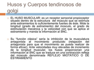 Husos y Cuerpos tendinosos de
golgi
 EL HUSO MUSCULAR: es un receptor sensorial propioceptor
situado dentro de la estructura del músculo que se estimula
ante estiramientos lo suficientemente fuertes de éste. Mide la
longitud (grado de estiramiento) del músculo, el grado de
estimulación mecánica y la velocidad con que se aplica el
estiramiento y manda la información al SNC.
 Su “función clásica” sería la inhibición de la musculatura
antagonista al movimiento producido (relajación del
antagonista para que el movimiento se pueda realizar de
forma eficaz). Ante velocidades muy elevadas de incremento
de la longitud muscular, los husos proporcionan una
información al SNC que se traduce en una contracción refleja
del músculo denominada REFLEJO MIOTÁTICO O DE
ESTIRAMIENTO
 
