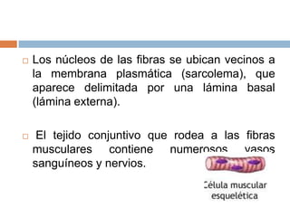  Los núcleos de las fibras se ubican vecinos a
la membrana plasmática (sarcolema), que
aparece delimitada por una lámina basal
(lámina externa).
 El tejido conjuntivo que rodea a las fibras
musculares contiene numerosos vasos
sanguíneos y nervios.
 