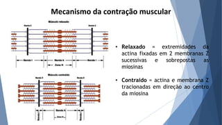 Mecanismo da contração muscular
• Relaxado = extremidades da
actina fixadas em 2 membranas Z
sucessivas e sobrepostas as
miosinas
• Contraído = actina e membrana Z
tracionadas em direção ao centro
da miosina
 