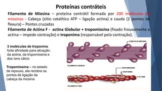 Proteínas contráteis
Filamento de Miosina – proteína contrátil formada por 200 moléculas de
miosinas - Cabeça (sítio catalítico ATP – ligação actina) e cauda (2 pontos de
flexura) – Pontes cruzadas
Filamento de Actina F - actina Globular + tropomiosina (fixado frouxamente a
actina – impede contração) e troponima (responsável pela contração).
3 moléculas de troponina:
forte afinidade para ativação:
da actina, da tropomiosina e
dos íons cálcio
Tropomiosina – no estado
de repouso, ela recobre os
pontos de ligação da
cabeça da miosina
 