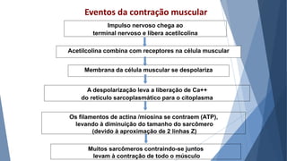Eventos da contração muscular
Impulso nervoso chega ao
terminal nervoso e libera acetilcolina
Acetilcolina combina com receptores na célula muscular
Membrana da célula muscular se despolariza
A despolarização leva a liberação de Ca++
do retículo sarcoplasmático para o citoplasma
Os filamentos de actina /miosina se contraem (ATP),
levando à diminuição do tamanho do sarcômero
(devido à aproximação de 2 linhas Z)
Muitos sarcômeros contraindo-se juntos
levam à contração de todo o músculo
 