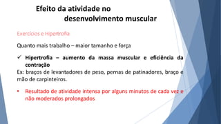 Efeito da atividade no
desenvolvimento muscular
Exercícios e Hipertrofia
Quanto mais trabalho – maior tamanho e força
 Hipertrofia – aumento da massa muscular e eficiência da
contração
Ex: braços de levantadores de peso, pernas de patinadores, braço e
mão de carpinteiros.
• Resultado de atividade intensa por alguns minutos de cada vez e
não moderados prolongados
 
