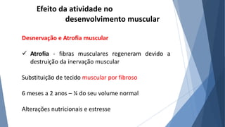 Efeito da atividade no
desenvolvimento muscular
Desnervação e Atrofia muscular
 Atrofia - fibras musculares regeneram devido a
destruição da inervação muscular
Substituição de tecido muscular por fibroso
6 meses a 2 anos – ¼ do seu volume normal
Alterações nutricionais e estresse
 