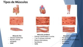Tipos de Músculos
Músculo liso
- Células fusiformes
- Núcleo central
alongado
- SNPA
Músculo esquelético
- Fibras longas
- Multinucleado periférico
- Sarcômero
- Voluntário
Músculo cardíaco
- Células ramificadas e curtas
- 1 ou 2 núcleos centrais
- Discos intercalares
- Sarcômero
- SNPA
 