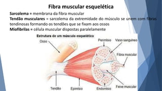 Fibra muscular esquelética
Sarcolema = membrana da fibra muscular
Tendão musculares = sarcolema da extremidade do músculo se unem com fibras
tendinosas formando os tendões que se fixam aos ossos
Miofibrilas = célula muscular dispostas paralelamente
 