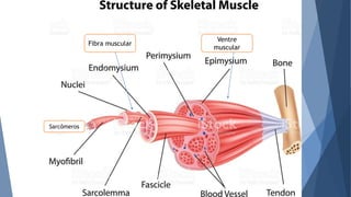 Sarcômeros
Fibra muscular
Ventre
muscular
 