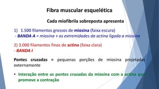 Fibra muscular esquelética
Cada miofibrila sobreposta apresenta
1) 1.500 filamentos grossos de miosina (faixa escura)
- BANDA A = miosina + as extremidades da actina ligada a miosina
2) 3.000 filamentos finos de actina (faixa clara)
- BANDA I
Pontes cruzadas = pequenas porções de miosina projetadas
externamente
• Interação entre as pontes cruzadas da miosina com a actina que
promove a contração
 