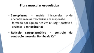 Fibra muscular esquelética
• Sarcoplasma = matriz intracelular onde
encontram-se as miofibrilas em suspensão
- formado por líquido rico em K+, Mg++, fosfato e
enzimas e mitocôndrias
• Retículo sarcoplasmático = controle da
contração muscular Bomba de Ca++
 