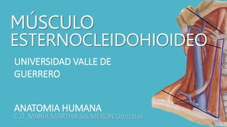 MÚSCULO 
ESTERNOCLEIDOHIOIDEO 
UNIVERSIDAD VALLE DE 
GUERRERO 
ANATOMIA HUMANA 
C.D. MARÍA MARTHA SALMERON Gonzáles 
 