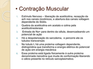 • Contração Muscular
1. Estímulo Nervoso – liberação de acetilcolina, recepção da
ach nos canais nicotinicos, e abertura dos canais voltagem
dependente do Sódio.
2. Quebra da acetilcolina em acetato e colina pela
acetilcolinesterase
3. Entrada de Na+ para dentro da célula, desencadeando um
potencial de ação
4. Há a despolarização do sarcolema, e percorre ate os
tubulos transversais
5. No tubulo t, há uma proteína voltagem dependente,
diidropiridina que transforma a energia elétrica do potencial
de ação em energia mecânica
6. Essa proteína está ligada fisicamente à outra proteína
denominada rianodina que muda de conformação liberando
o cálcio presente no retículo sarcoplasmatico.
 