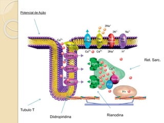 Tubulo T
Ret. Sarc.
Diidropiridina Rianodina
Potencial de Ação
 