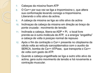 7. Cabeças da miosina fixam ATP
8. O Ca++ por sua vez se liga a tropomiosina c, que altera
sua conformação levando consigo a tropomiosina.
Liberando o sítio ativo da actina.
9. A cabeça da miosina se liga ao sítio ativo da actina
10. Inclinaçao da cabeça da miosina em direção ao braço da
ponte cruzada : movimento de tensão
11. Inclinada a cabeça, libera-se ADP + Pi, o local livre
prende-se à outra molécula de ATP, e a energia “engatilha”
a cabeça de volta à posiçao normal de repouso
12. Após o fim da contração o Ca++ presente no citoplasma da
célula volta ao retículo sarcoplásmatico com o auxilio da
SERCA, bomba de Ca++ ATPase, que transporta o Ca++
de volta com gasto de ATP.
13. Quando a cabeça engatilhada se liga a outro sítio ativo da
actina, gera outro movimento de tensão e há novamente a
contração muscular.
 