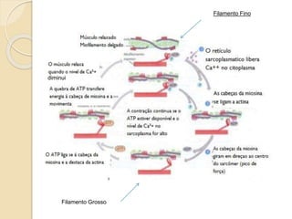 Filamento Fino
Filamento Grosso
diminui
 
