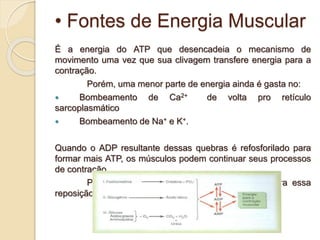• Fontes de Energia Muscular
É a energia do ATP que desencadeia o mecanismo de
movimento uma vez que sua clivagem transfere energia para a
contração.
Porém, uma menor parte de energia ainda é gasta no:
 Bombeamento de Ca2+ de volta pro retículo
sarcoplasmático
 Bombeamento de Na+ e K+.
Quando o ADP resultante dessas quebras é refosforilado para
formar mais ATP, os músculos podem continuar seus processos
de contração.
Porém, são necessárias fontes de reserva para essa
reposição energetica.
 
