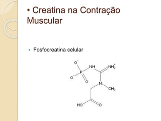 • Creatina na Contração
Muscular
 Fosfocreatina celular
 