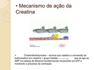 • Mecanismo de ação da
Creatina
 Creatinafosfoquinase – enzima que cataliza a conversão de
fosfocreatina em creatina + grupo fosfato que se liga ao
ADP na cabeça da Miosina transformando novamente em ATP e
mantendo o processo de contração.
 