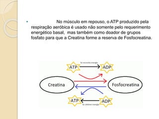  No músculo em repouso, o ATP produzido pela
respiração aeróbica é usado não somente pelo requerimento
energético basal, mas também como doador de grupos
fosfato para que a Creatina forme a reserva de Fosfocreatina.
 