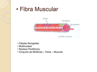 • Fibra Muscular
• Células Alongadas
• Multinuclear
• Núcleos Periféricos
• Conjunto de Miofibras – Feixe – Muscúlo
 