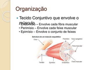 Organização
 Tecido Conjuntivo que envolve o
músculo• Endomísio – Envolve cada fibra muscular
• Perimísio – Envolve cada feixe muscular
• Epimísio – Envolve o conjunto de feixes
 