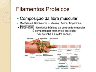 Filamentos Proteicos
 Composição da fibra muscular
 Miofibrilas -> Sarcômeros -> Miosina, Actina, Troponina e
Tropomiosina
• Sarcômeros : Unidades básicas da contração muscular
É composto por filamentos proteicos
Vai de linha z a outra linha z
 