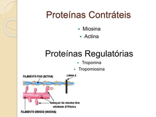 Proteínas Contráteis
 Miosina
 Actina
Proteínas Regulatórias
 Troponina
 Tropomiosina
 