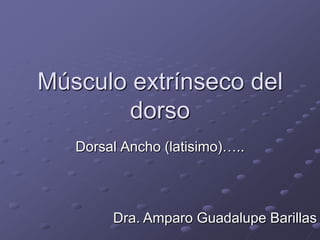 Músculo extrínseco del
       dorso
   Dorsal Ancho (latisimo)…..




        Dra. Amparo Guadalupe Barillas
 
