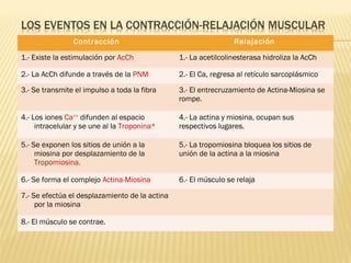 Contracción                                      Relajación

1.- Existe la estimulación por AcCh             1.- La acetilcolinesterasa hidroliza la AcCh

2.- La AcCh difunde a través de la PNM          2.- El Ca, regresa al retículo sarcoplásmico

3.- Se transmite el impulso a toda la fibra     3.- El entrecruzamiento de Actina-Miosina se
                                                rompe.

4.- Los iones Ca++ difunden al espacio          4.- La actina y miosina, ocupan sus
     intracelular y se une al la Troponina*     respectivos lugares.

5.- Se exponen los sitios de unión a la         5.- La tropomiosina bloquea los sitios de
     miosina por desplazamiento de la           unión de la actina a la miosina
     Tropomiosina.

6.- Se forma el complejo Actina-Miosina         6.- El músculo se relaja

7.- Se efectúa el desplazamiento de la actina
     por la miosina

8.- El músculo se contrae.
 