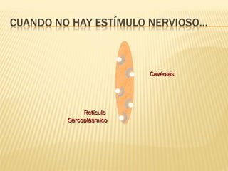 Cavéolas




     Retículo
Sarcoplásmico
 