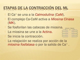    El Ca++ se una a la Calmodulina (CaM).
   El complejo Ca-CaM activa a Miosina Cinasa
    (MK).
   Se fosforilan las cabezas de miosina.
   La miosina se une a la Actina.
   Se inicia la contracción.
   La relajación se realiza por acción de la
    miosina fosfatasa o por la salida de Ca++ .
 