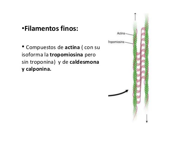 Músculo liso