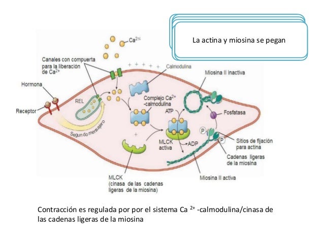 Resultado de imagen para contraccion en el musculo liso