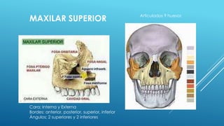MAXILAR SUPERIOR Articulados 9 huesos
Cara; Interna y Externa
Bordes; anterior, posterior, superior, inferior
Ángulos; 2 superiores y 2 inferiores
 