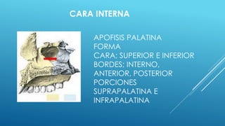 APOFISIS PALATINA
FORMA
CARA; SUPERIOR E INFERIOR
BORDES; INTERNO,
ANTERIOR, POSTERIOR
PORCIONES
SUPRAPALATINA E
INFRAPALATINA
CARA INTERNA
 