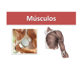 Músculos 