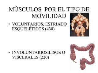 Músculos | PPT