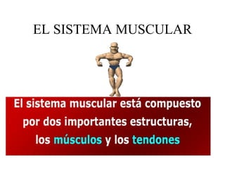 EL SISTEMA MUSCULAR 